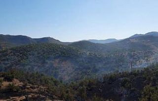 Dargeçit’te ormanlık alanda yangın