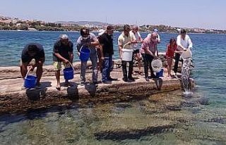 Datça’da 20 bin levrek yavrusu denizle buluştu