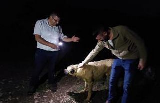 Definecilerin kazdığı çukura düşen köpek kurtarıldı