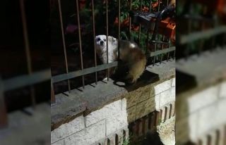 Demir korkuluklara sıkışan köpek kurtarıldı