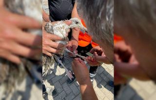 Deniz salyasında ağa takılan martı kurtarıldı
