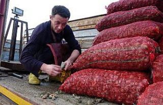 Denizden toplanan 16 ton salyangoz sevki yapıldı