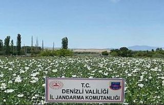 Denizli jandarması 3.8 milyon adet kök haşhaş...