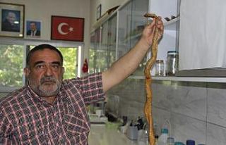 Depremler yılanların da yaşam alanlarını bozdu,...