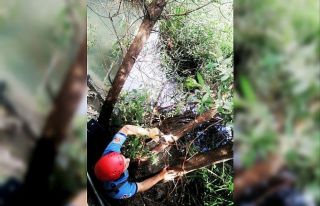 Dereye düşen kediyi itfaiye kurtardı