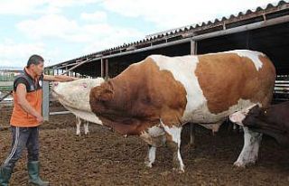 Dev kurbanlık görenleri şaşırtıyor