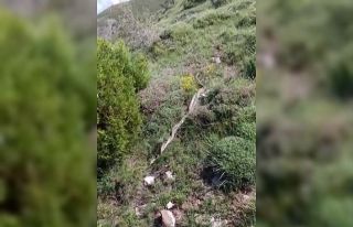 Dev yılanların dansı ürküttü