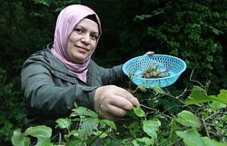 Dikenlerin arasından gelen lezzet: Kırçan