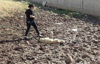 Diyarbakır’da bir köpek boynuna ip bağlanarak...
