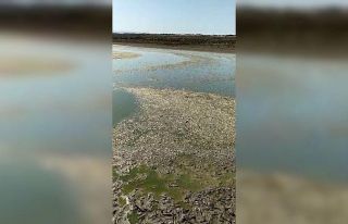 Diyarbakır’da göl kurudu binlerce balık telef...