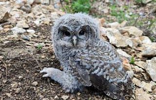 Doğada bulunan yavru puhu koruma altına alındı