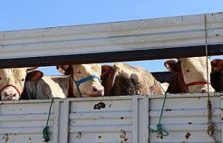 Doğu’da kurbanlık sevkiyatına sıkı denetim