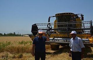 Doğu’nun Çukurova’sında buğday hasadı başladı