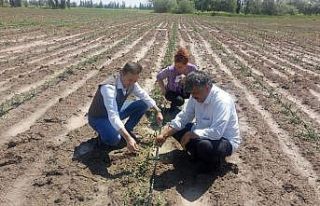 Dolu yağışında arazisi etkilenen çiftçiler hasar...