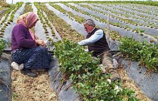 Dolu yağışından yayla çileği büyük zarar görmüş