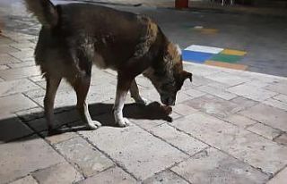Dondurma yiyen köpek gülümsetti