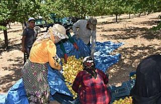 Dünya kayısı başkentinde hasat dönemi başladı