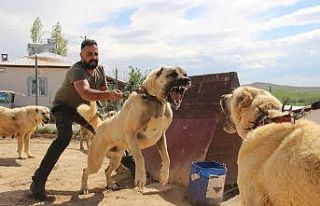 Dünyaca ünlü Kangal köpekleri o ildeki cezaevlerini...
