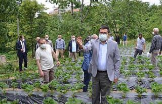 Dürtmen Yaylası çilek hasat etkinliği