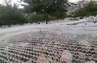 Dut bahçeleri rengarenk