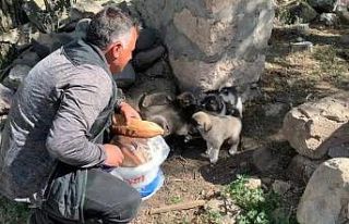 Duyarlı vatandaş sokak hayvanları doyuruyor