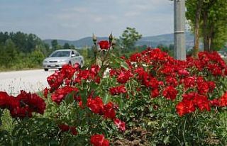 Düzce çiçek açtı
