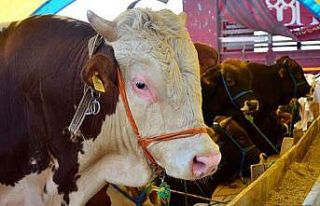 Edirne’de kurbanlık canlı hayvan baskül fiyatları...