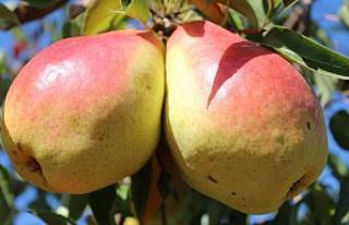 Eğirdir MAREM’in 6 Armut Çeşidi Tescillendi