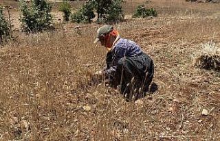 Ektikleri ürünlerden verim alamayınca elle toplamaya...