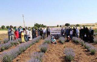 Elazığ’da lavanta hasadı gerçekleşti