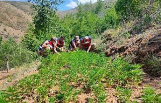 Elazığ’da uyuşturucu tarlasına operasyon, 6...