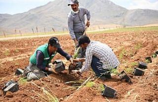 Elbistan’da lavanta vadisinde 3.etap fide dikimi...