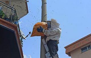 Elektrik direğine oğul veren arılar kovana alındı