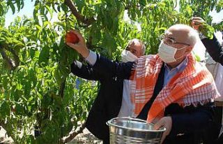 Erkenci şeftaliler hasat edildi