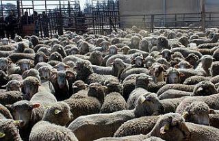 Erzincan çiftçisine anaç koyun keçi desteği