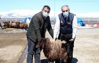 Erzurum çiftçisine anaç koyun keçi desteği