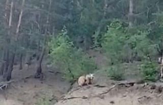 Erzurum’da boz ayı 2 yavrusuyla birlikte ilçeye...