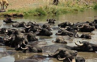 Erzurum’da mandaların keyifli göl banyosu