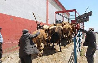 Erzurum’dan batı illerine kurbanlık sevkiyatı...