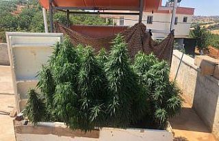 Eski buzdolabına kenevir ekmiş