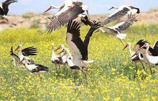 Eskişehir’de leyleklerin görsel şöleni