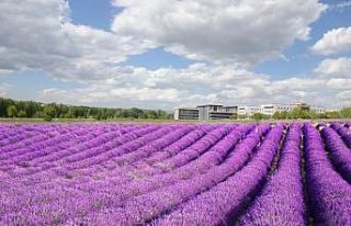 ESOGÜ lavanta kokacak