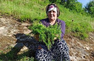 Ev hanımlarının kekik mesaisi başladı