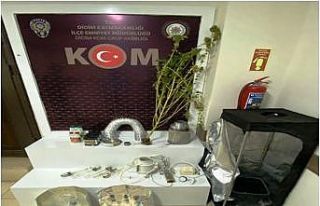 Evde hint keneviri yetiştirmiş