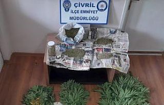 Evin bahçesinde 110 kök kenevir yetiştirdiler