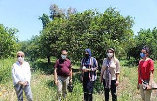 Faydalı böcekler narenciye bahçelerine salınıyor