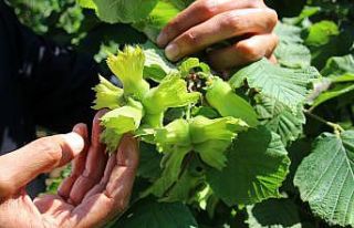 Fındık fiyatında üreticinin beklentisi 3,5 dolar