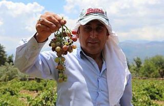 Gaziantepli çiftçiler üzüm hasadı için gün...