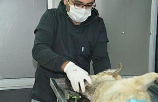 Gediz’de sokak hayvanları için kısırlaştırma,...