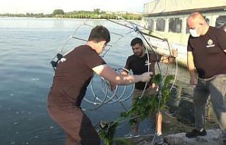 Gençlerin projesi denizi temizleyerek canlı popülasyonunu...
